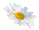 white-flower